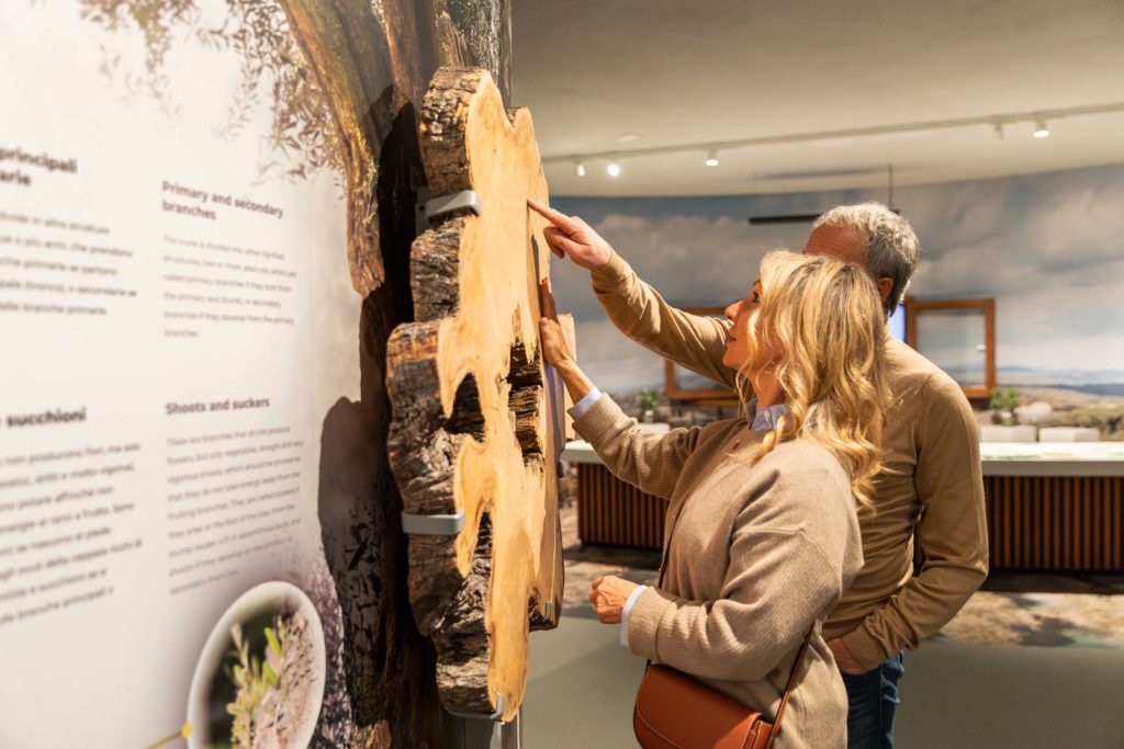 Visitatori toccano una sezione di tronco di olivo